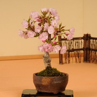 画像の説明